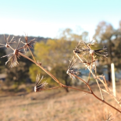 Bidens pilosa (Cobbler's Pegs, Farmer's Friend) at Banks, ACT - 20 Aug 2019 by MichaelBedingfield