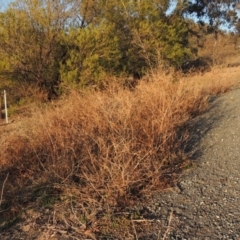 Bidens pilosa at Banks, ACT - 20 Aug 2019