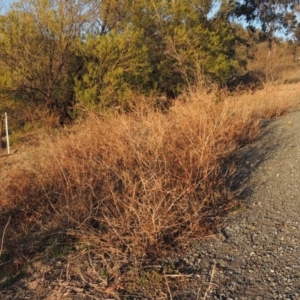 Bidens pilosa at Banks, ACT - 20 Aug 2019