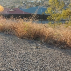 Bidens pilosa at Banks, ACT - 20 Aug 2019