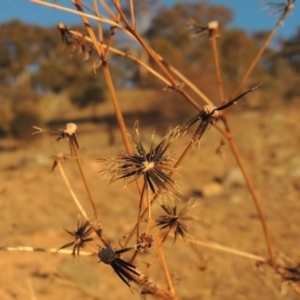 Bidens pilosa at Banks, ACT - 20 Aug 2019 07:11 PM