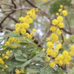 Acacia dealbata (Silver Wattle) at Conder, ACT - 18 Aug 2019 by michaelb