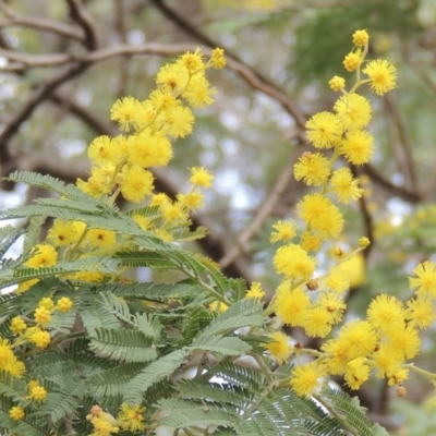 Acacia dealbata (Silver Wattle) at Conder, ACT - 18 Aug 2019 by michaelb