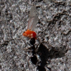 Psyllidae sp. (family) (Unidentified psyllid or lerp insect) at Kowen, ACT - 17 Aug 2019 by rawshorty