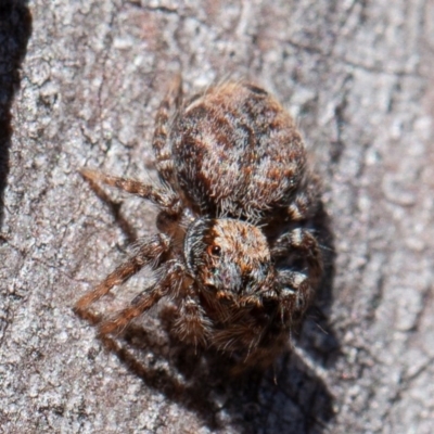 Servaea sp. (genus) (Unidentified Servaea jumping spider) at Denman Prospect 2 Estate Deferred Area (Block 12) - 17 Aug 2019 by rawshorty