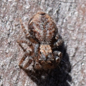 Servaea sp. (genus) at Denman Prospect, ACT - 17 Aug 2019