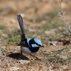 Malurus cyaneus (Superb Fairywren) at Hackett, ACT - 20 Aug 2019 by jb2602
