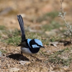 Malurus cyaneus (Superb Fairywren) at Hackett, ACT - 20 Aug 2019 by jbromilow50