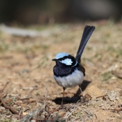 Malurus cyaneus at Hackett, ACT - 20 Aug 2019