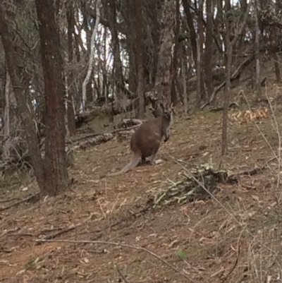 Notamacropus rufogriseus (Red-necked Wallaby) at Mount Majura - 20 Aug 2019 by petersan