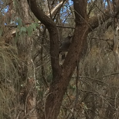 Strepera versicolor (Grey Currawong) at Mount Majura - 20 Aug 2019 by petersan