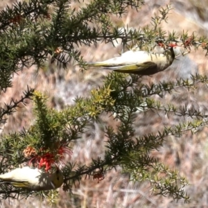 Ptilotula penicillata at Tuggeranong DC, ACT - 19 Aug 2019