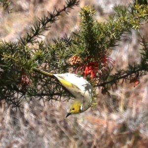 Ptilotula penicillata at Tuggeranong DC, ACT - 19 Aug 2019