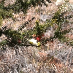 Ptilotula penicillata at Tuggeranong DC, ACT - 19 Aug 2019