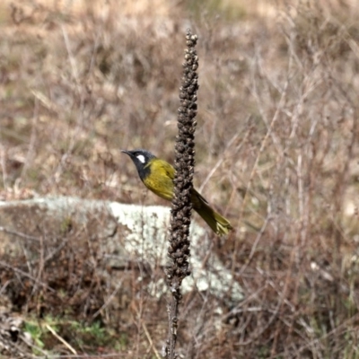 Nesoptilotis leucotis (White-eared Honeyeater) at Tuggeranong DC, ACT - 19 Aug 2019 by jb2602