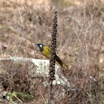 Nesoptilotis leucotis (White-eared Honeyeater) at Bullen Range - 19 Aug 2019 by jbromilow50