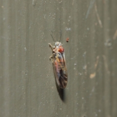 Psyllidae sp. (family) (Unidentified psyllid or lerp insect) at Hackett, ACT - 19 Aug 2019 by TimL