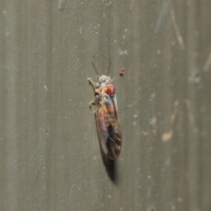 Psyllidae sp. (family) at Hackett, ACT - 19 Aug 2019 12:06 PM