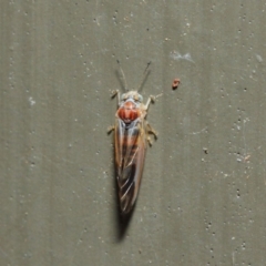 Psyllidae sp. (family) at Hackett, ACT - 19 Aug 2019 12:06 PM