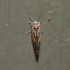 Psyllidae sp. (family) at Hackett, ACT - 19 Aug 2019 12:06 PM