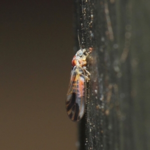 Psyllidae sp. (family) at Hackett, ACT - 19 Aug 2019 12:06 PM