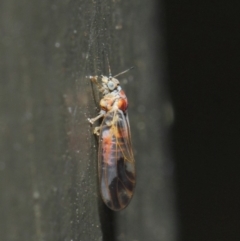 Psyllidae sp. (family) at Hackett, ACT - 19 Aug 2019 12:06 PM