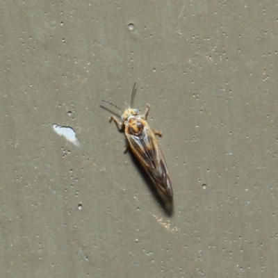 Psyllidae sp. (family) (Unidentified psyllid or lerp insect) at Hackett, ACT - 19 Aug 2019 by TimL