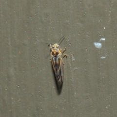 Psyllidae sp. (family) at Hackett, ACT - 19 Aug 2019