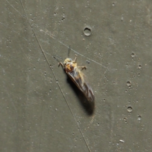 Psyllidae sp. (family) at Hackett, ACT - 19 Aug 2019