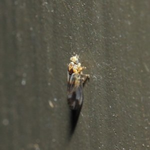 Psyllidae sp. (family) at Hackett, ACT - 19 Aug 2019