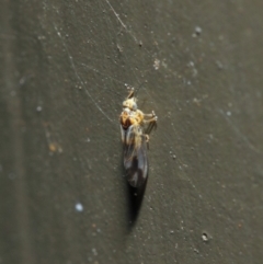 Psyllidae sp. (family) at Hackett, ACT - 19 Aug 2019