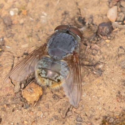 Calliphora sp. (genus) (Unidentified blowfly) at Mount Ainslie - 18 Aug 2019 by rawshorty