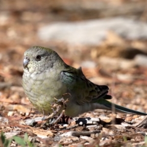 Psephotus haematonotus at Molonglo Valley, ACT - 19 Aug 2019