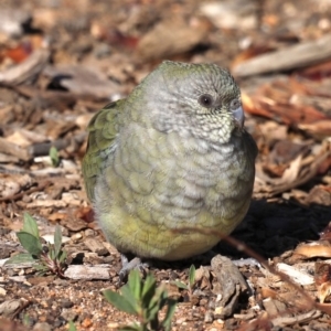 Psephotus haematonotus at Molonglo Valley, ACT - 19 Aug 2019