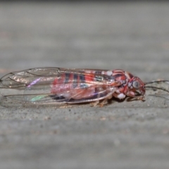 Psyllidae sp. (family) (Unidentified psyllid or lerp insect) at ANBG - 19 Aug 2019 by TimL