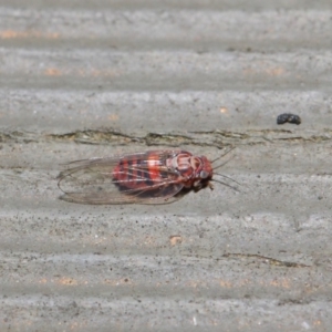 Psyllidae sp. (family) at Hackett, ACT - 19 Aug 2019