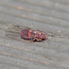 Psyllidae sp. (family) at Hackett, ACT - 19 Aug 2019