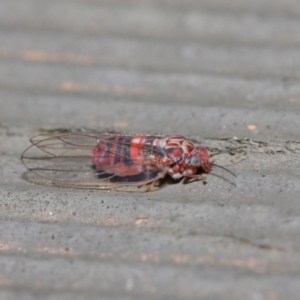 Psyllidae sp. (family) at Hackett, ACT - 19 Aug 2019