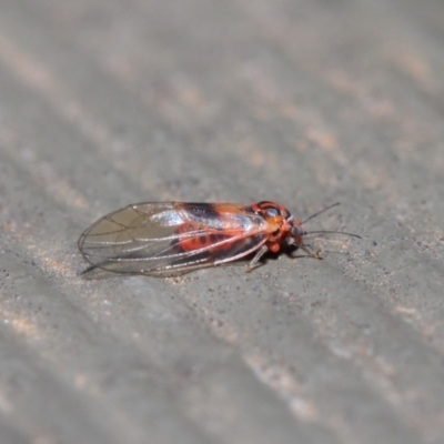 Psyllidae sp. (family) (Unidentified psyllid or lerp insect) at ANBG - 19 Aug 2019 by TimL