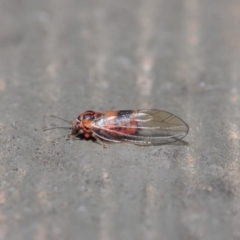 Psyllidae sp. (family) at Hackett, ACT - 19 Aug 2019