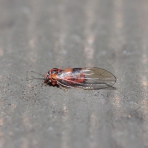 Psyllidae sp. (family) at Hackett, ACT - 19 Aug 2019 12:09 PM