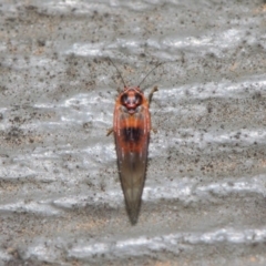 Psyllidae sp. (family) at Hackett, ACT - 19 Aug 2019 12:09 PM