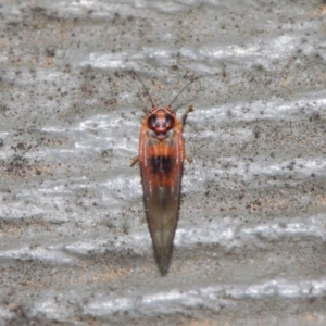 Psyllidae sp. (family) at Hackett, ACT - 19 Aug 2019