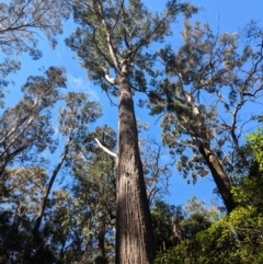 Unidentified Gum Tree at East Kangaloon - 21 Aug 2019 by Margot