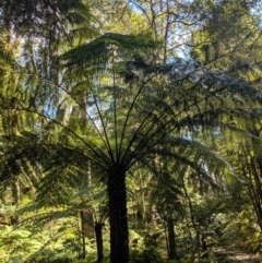 Cyathea australis subsp. australis (Rough Tree Fern) at Wingecarribee Local Government Area - 21 Aug 2019 by Margot