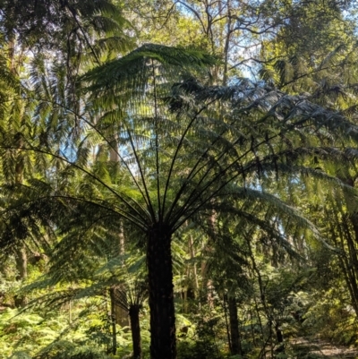 Cyathea australis subsp. australis (Rough Tree Fern) at Wingecarribee Local Government Area - 21 Aug 2019 by Margot