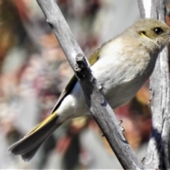 Ptilotula fusca (Fuscous Honeyeater) at Fyshwick, ACT - 21 Aug 2019 by JohnBundock