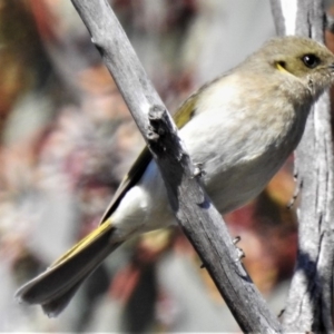 Ptilotula fusca at Fyshwick, ACT - 21 Aug 2019 11:14 AM
