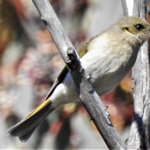 Ptilotula fusca at Fyshwick, ACT - 21 Aug 2019