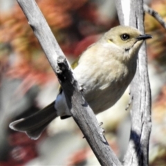 Ptilotula fusca at Fyshwick, ACT - 21 Aug 2019